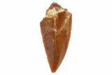 Serrated, Raptor Tooth - Real Dinosaur Tooth #186116-1